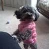 lillydog123